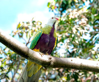 Wompoo fruit dove