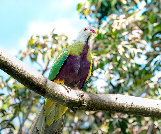 Wompoo fruit dove