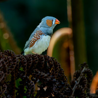 Zebra finch