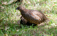 Australasian brown quail