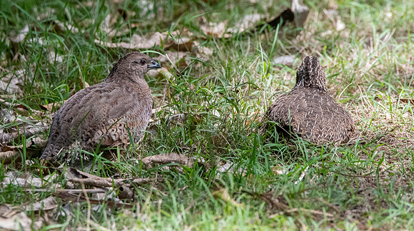 Australasian brown quail