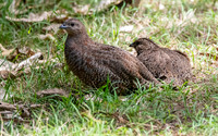 Australasian brown quail