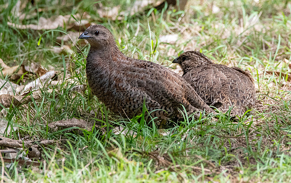 Australasian brown quail