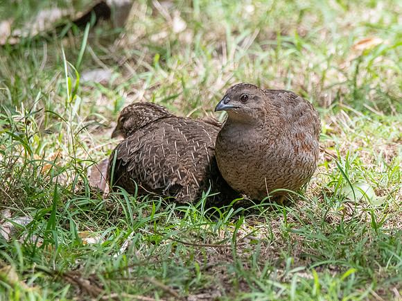 Australasian brown quail