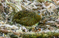 Australasian brown quail