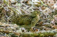 Australasian brown quail
