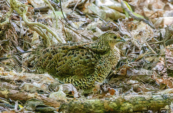 Australasian brown quail