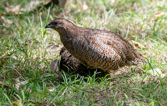 Australasian brown quail
