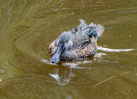 Australasian shoveler