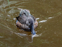 Australasian shoveler