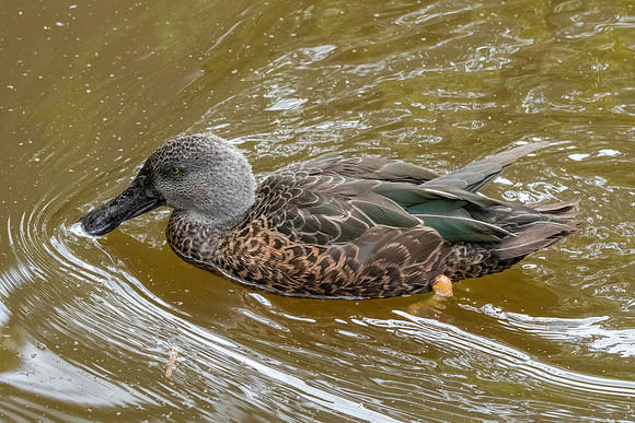 Australasian shoveler