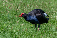 Australasian swamphen