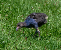 Australasian swamphen