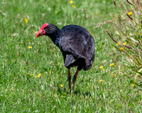 Australasian swamphen