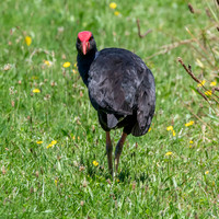 Australasian swamphen