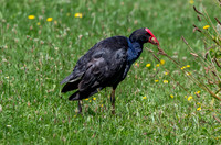 Australasian swamphen