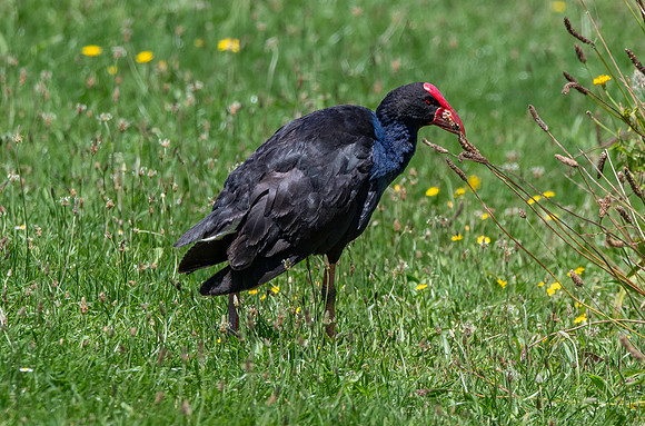 Australasian swamphen