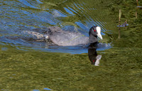 Australian coot