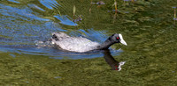 Australian coot