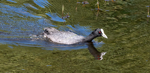 Australian coot