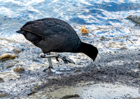 Australian coot