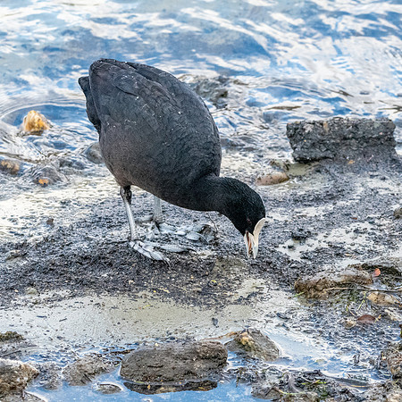 Australian coot