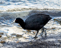 Australian coot