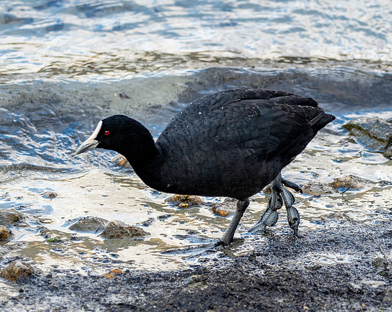 Australian coot