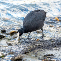 Australian coot