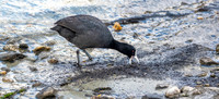 Australian coot