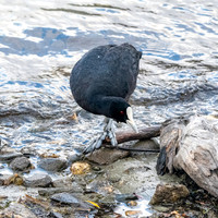 Australian coot