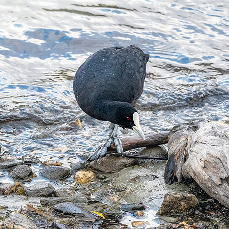 Australian coot