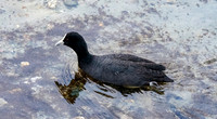 Australian coot