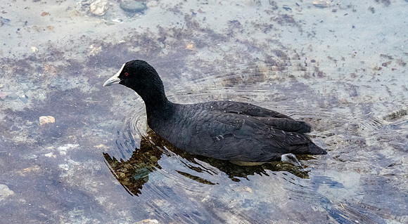 Australian coot