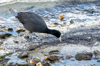 Australian coot