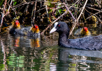 Eurasian coot with chicks