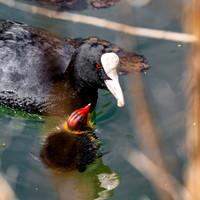 Eurasian coot with chick