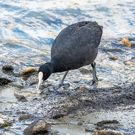 Australian coot
