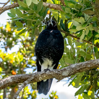 Australian magpie