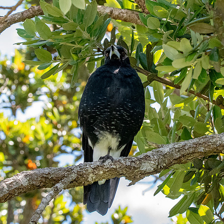 Australian magpie