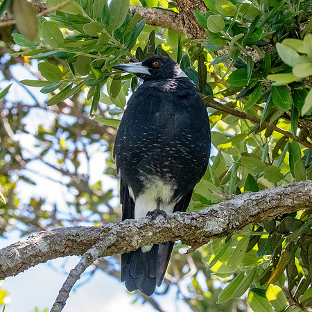 Australian magpie