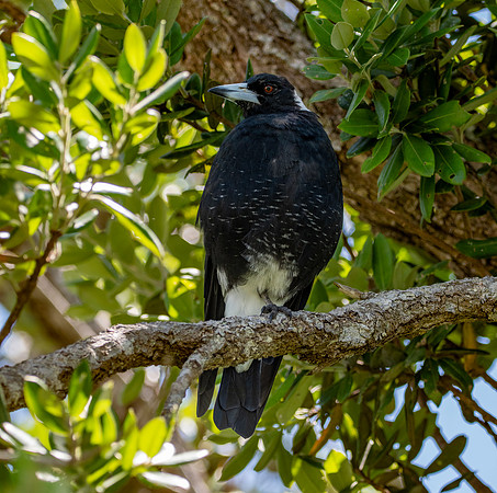 Australian magpie