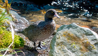 Blue duck