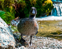 Blue duck