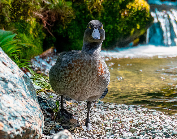 Blue duck