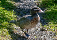 Blue duck
