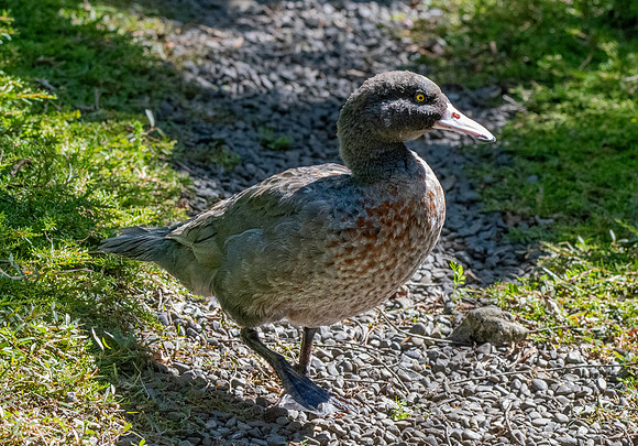 Blue duck