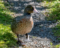 Blue duck