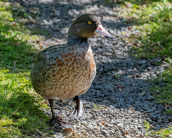 Blue duck