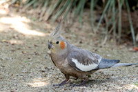 Cockatiel